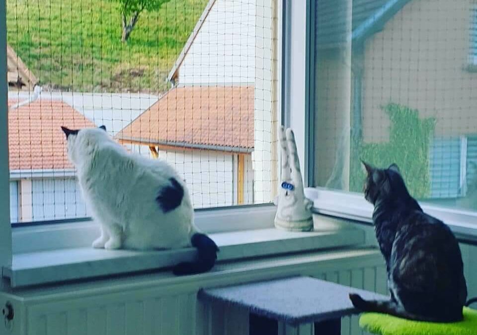 Filet anti-chute pour chat à Molsheim