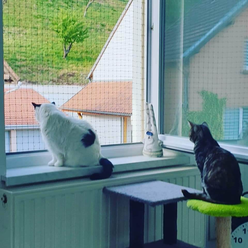 filet anti-chute pour chat à Molsheim